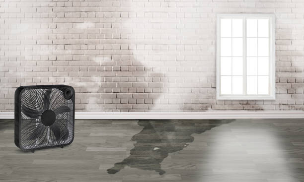 Best Water damage restoration services  in Trenton, GA